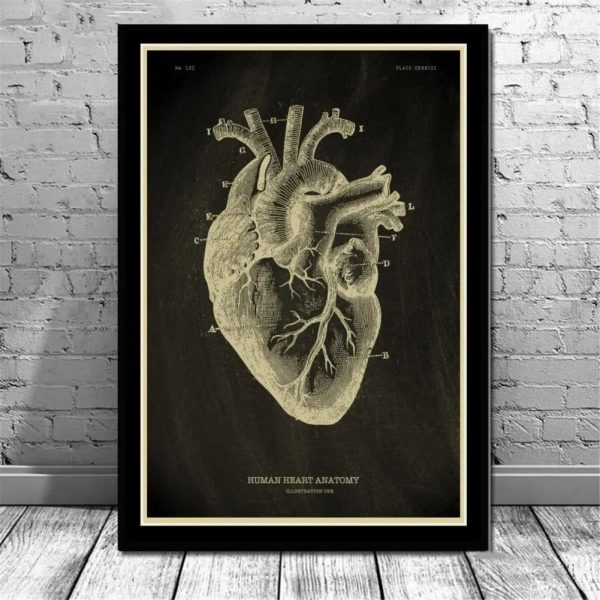 Illustrazione dettagliata del cuore umano, evidenziando le strutture anatomiche principali come le arterie e le vene, in stile vintage.