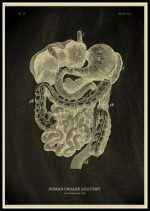 Diagramma storico degli organi umani, illustrato in stile vintage, mostra il sistema digestivo e gli organi interni con dettagli anatomici accurati.