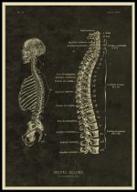 Immagine di una dettagliata illustrazione della colonna vertebrale umana con etichette anatomiche.