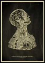 Illustrazione storica del sistema cardiovascolare umano, evidenziando cuore, arterie e vene, con dettagli anatomici precisi e stile vintage.