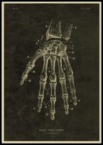 Disegno anatomico dettagliato della mano e del polso con etichette numeriche, illustrando le ossa e le strutture scheletriche. Perfetto come decorazione scientifica o materiale didattico.