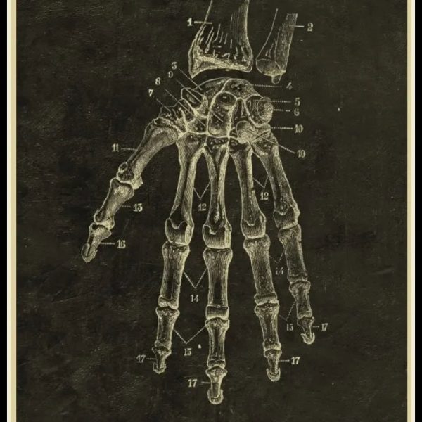 Disegno anatomico dettagliato della mano e del polso con etichette numeriche, illustrando le ossa e le strutture scheletriche. Perfetto come decorazione scientifica o materiale didattico.