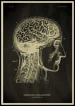 Cervello umano e anatomia del sistema nervoso, illustrato in stile vintage con dettagli anatomici e etichette. Perfetto come decorazione scientifica per appassionati di biologia e medicina.