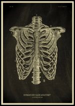 Scheletro umano, anatomia toracica, costole, ossa, studio medico, decorazione scientifica.