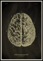 Oggetto scientifico decorativo, rappresentazione dettagliata dell'anatomia del cervello umano, con sezioni e strutture cerebrali evidenziate.