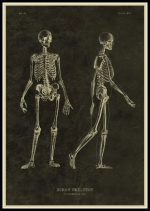 Disegno vintage di uno scheletro umano con dettagli anatomici, rappresentato in due posizioni, su sfondo scuro, stile illustrativo antico.
