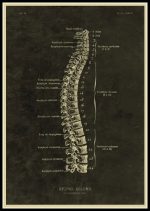 Diagramma della colonna vertebrale con etichette dettagliate delle vertebre e delle strutture spinali.