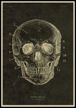 Disegno illustrativo di un cranio umano con etichette numeriche su sfondo scuro, in stile vintage, rappresenta l'anatomia del cranio umano.