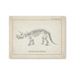 Disegno di uno scheletro di Triceratops Prorsus, dinosauro preistorico con corna e grande struttura ossea, illustrato in stile vintage.
