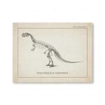 Disegno di un fossile di Ceratosaurus Nasicornis, dinosauro preistorico con scheletro dettagliato, illustrato in stile vintage scientifico.