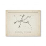 Scheletro di pterodattilo, rettile preistorico alato, illustrato in dettaglio.