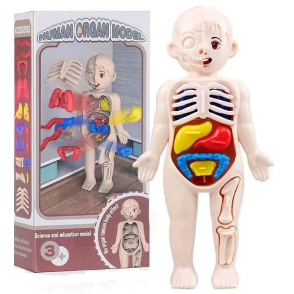 Modello di corpo umano con organi in miniatura, ideale per scopi educativi e decorativi.