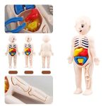 Modello didattico del corpo umano con organi interni colorati, ideale per scopi educativi e decorativi, rappresenta anatomia umana in modo dettagliato e accessibile.