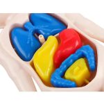 Palloncini scientifici colorati in forma di cuore e altri oggetti, ideali come decorazioni educative e divertenti per eventi scientifici o feste a tema.
