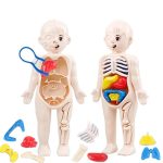 Modello didattico di un bambino con organi interni smontabili, ideale per l'apprendimento della anatomia umana in modo interattivo e divertente.