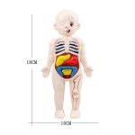 Modello didattico di un corpo umano in plastica con organi interni colorati, altezza 18 cm e larghezza 10 cm, ideale per scopi educativi e decorativi scientifici.