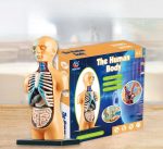 Modello didattico del corpo umano con organi e scheletro, ideale per scopi educativi e decorativi, perfetto per studenti e appassionati di scienza.