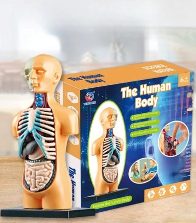 Modello didattico del corpo umano con organi e scheletro, ideale per scopi educativi e decorativi, perfetto per studenti e appassionati di scienza.