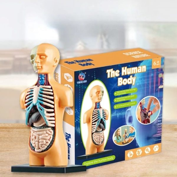 Modello didattico del corpo umano con organi e scheletro, ideale per scopi educativi e decorativi, perfetto per studenti e appassionati di scienza.