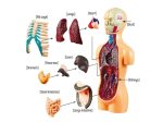 Modello educativo di anatomia umana con organi come cuore, polmoni, fegato, stomaco, intestino, reni e scheletro, ideale per scopi didattici e decorativi.