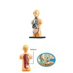Modello anatomico umano con organi interni, rappresenta la colonna vertebrale, il sistema respiratorio e digestivo, ideale per scopi educativi e decorativi scientifici.