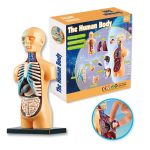 Modello educativo del corpo umano con organi e sistemi, ideale per l'apprendimento scolastico e scientifico.