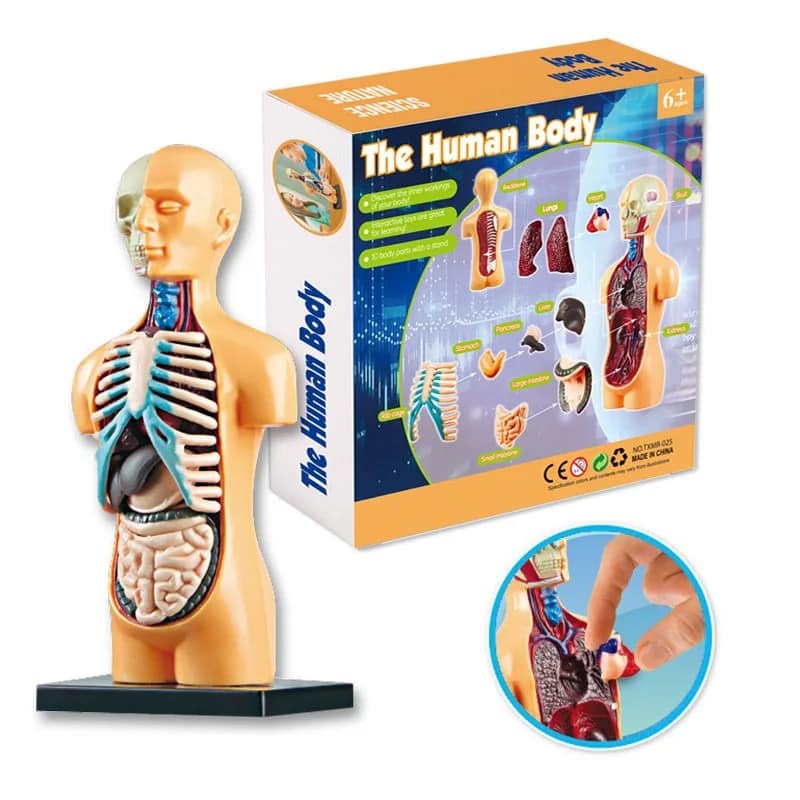 Modello educativo del corpo umano con organi e sistemi, ideale per l'apprendimento scolastico e scientifico.