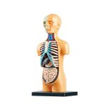 Modello anatomico umano con organi interni, rappresentazione educativa di cuore, polmoni, stomaco e intestino su figura umana in plastica.