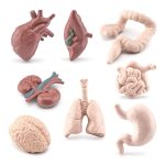 Modelli anatomici di organi umani in plastica, tra cui cuore, cervello, polmoni, intestino e stomaco, ideali per scopi educativi e decorativi scientifici.