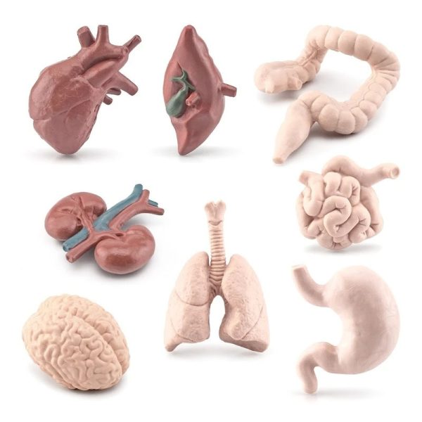 Modelli anatomici di organi umani in plastica, tra cui cuore, cervello, polmoni, intestino e stomaco, ideali per scopi educativi e decorativi scientifici.