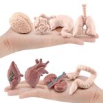 Cervelli e organi umani in miniatura, perfetti come decorazioni educative e da collezione. Modelli dettagliati di cervello, cuore, polmoni, intestino e altri organi vitali.