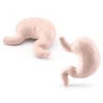 Modelli di stomaco umano in silicone realistici, ideali per scopi educativi e decorativi scientifici, con dettagli accurati e texture realistica.