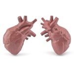 Oggetto decorativo a forma di cuore umano in resina, ideale per ambienti scientifici o come pezzo di arredamento originale.