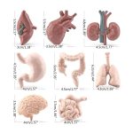 Modelli anatomici realistici di organi umani per decorazioni e studi scientifici.