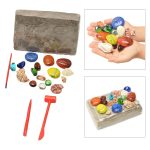 Set di conchiglie colorate e strumenti di scavo per attività scientifiche e educative, ideale per bambini e appassionati di natura e scienze marine.