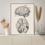 Illustrazione dettagliata del cervello umano con sezioni anatomiche, evidenziando le diverse aree cerebrali e le loro funzioni, ideale come decorazione scientifica.