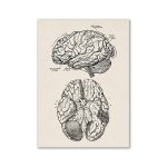 Disegno vintage di un cervello e di una mente umana, con dettagli anatomici e etichette, perfetto come decorazione scientifica o oggetto da collezione.
