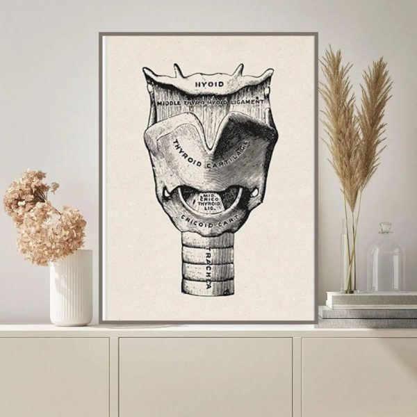 Immagine di un'illustrazione dettagliata della tiroide umana, evidenziando le parti come il lobo destro, sinistro e il istmo, con etichette informative.
