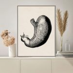 Rappresentazione illustrata dello stomaco umano con dettagli anatomici, in stile vintage, decorazione scientifica per pareti.