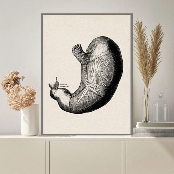 Rappresentazione illustrata dello stomaco umano con dettagli anatomici, in stile vintage, decorazione scientifica per pareti.