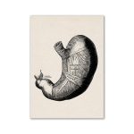 Rappresentazione illustrata vintage di uno stomaco umano con dettagli anatomici e etichette, in stile disegno scientifico classico.