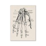 Disegno anatomico di una mano scheletrica con etichette dettagliate delle ossa e delle articolazioni.
