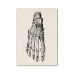 Rappresentazione scheletrica vintage di un piede umano, dettagliata e anatomica, con numerazione dei singoli ossi. Perfetta come decorazione scientifica o oggetto di studio.