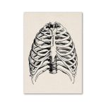 Rappresentazione dettagliata della cassa toracica umana con costole, sterno e vertebre, in stile illustrativo vintage, ideale come decorazione scientifica.