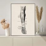 Immagine di un diagramma anatomico del braccio umano, che mostra muscoli, ossa e tendini con dettagli precisi e didattici, ideale per decorazioni scientifiche e studi medici.