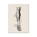Diagramma dettagliato dell'anatomia del braccio umano, che mostra muscoli, tendini e ossa, ideale per decorazioni scientifiche e studi medici.