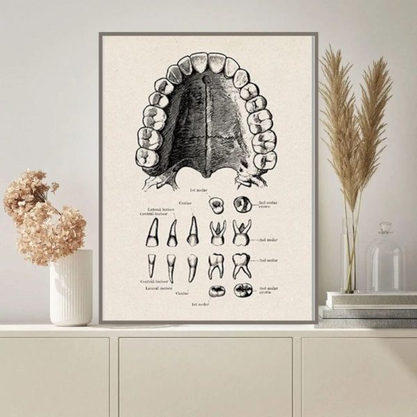 Immagine di un'illustrazione storica di strumenti odontoiatrici, tra cui pinze, specchietti e altri attrezzi, in stile vintage e dettagliato.