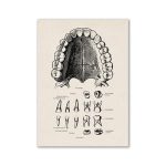 Diagramma dettagliato della bocca umana con denti e radici, mostra le diverse parti dentali e le loro posizioni anatomiche.