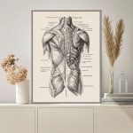 Diagramma anatomico muscolare umano in stile vintage, illustrato con dettagli precisi e etichette in italiano, perfetto come decorazione scientifica per studi o ambienti educativi.