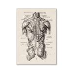 Oggetto scientifico illustrato che mostra i muscoli e le strutture anatomiche del torso umano, ideale come decorazione o oggetto da collezione per appassionati di scienza e medicina.